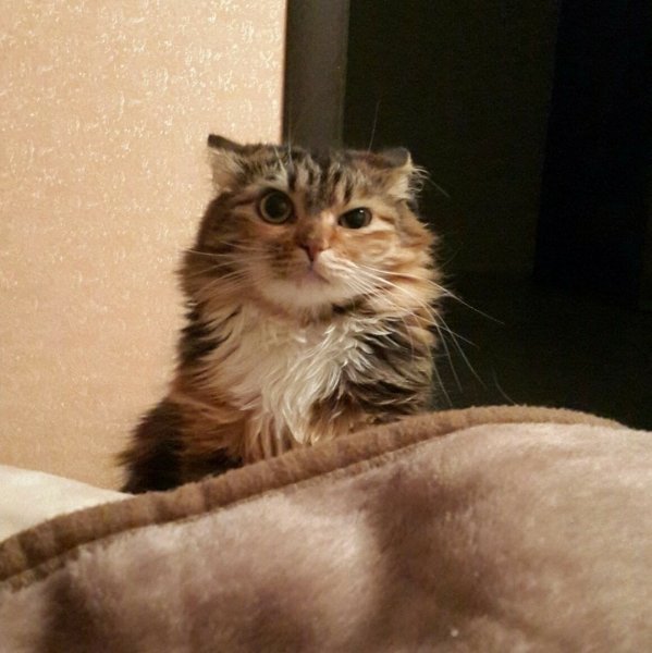 Кошка проснулась