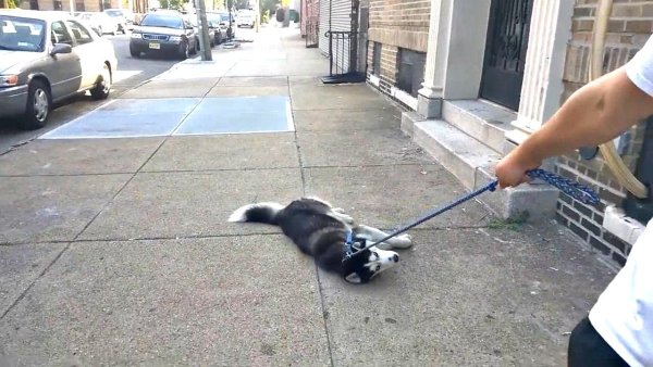 Собаку тащат на поводке