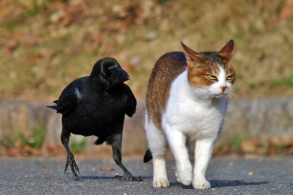 Кот и ворона