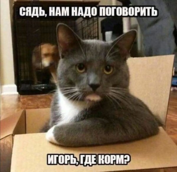 Кот садись нам надо поговорить