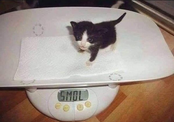 Котенок на весах smol