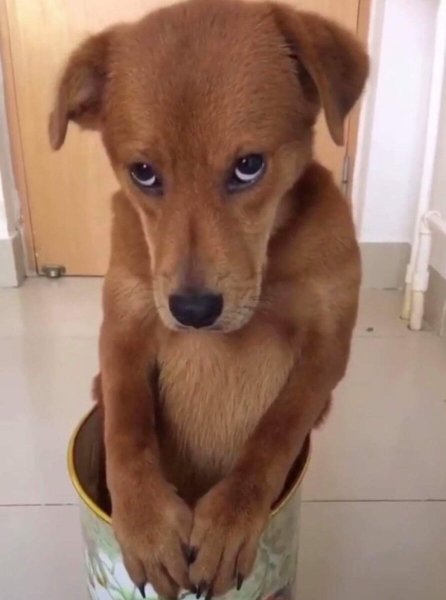 Собака просит