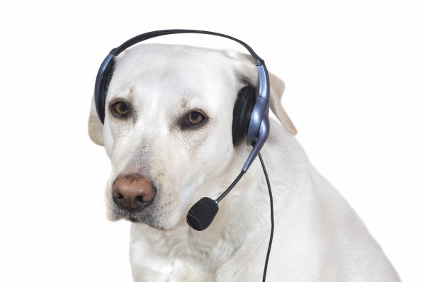 Пес с наушниками