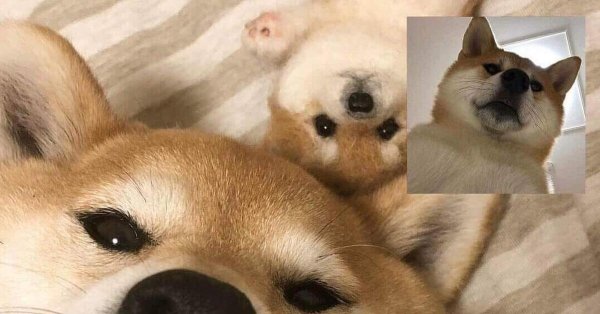 Животные говорят по видеосвязи