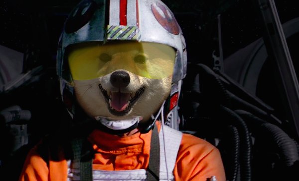 Доге в каске