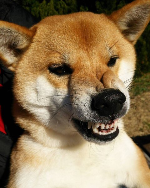 Собака скалится