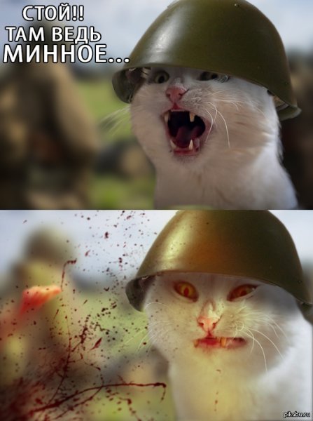 Кот в военной каске