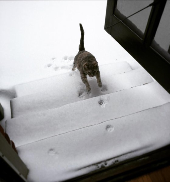 Кот передумал