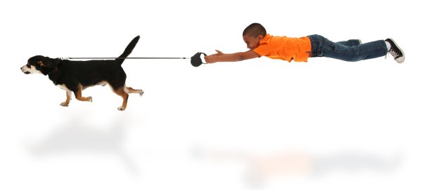 Поводок для собак