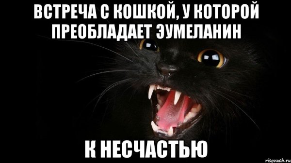 Черная кошка мэм