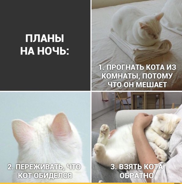Мемы с котами и надписями