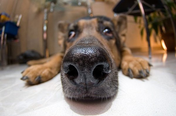 Смешной собачий нос