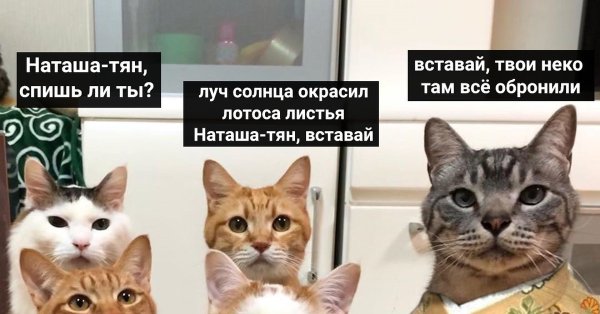 Про Наташу и котов