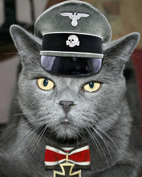 Кот нацист