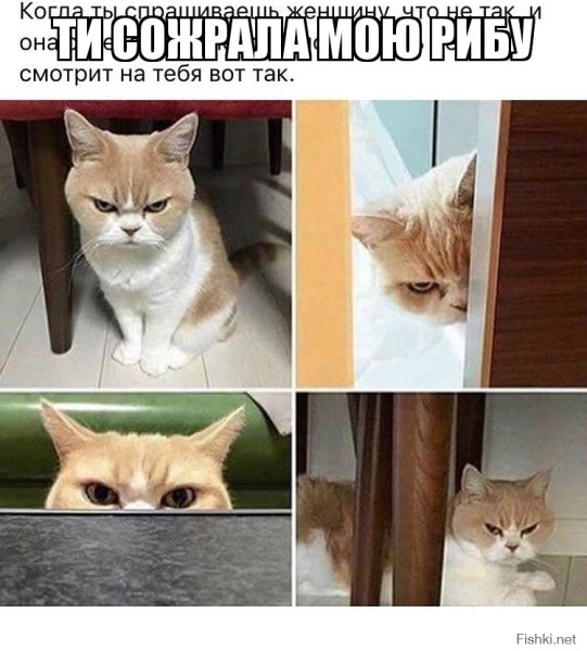 Мемы с котиками