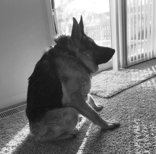 Голландская овчарка Квазимодо