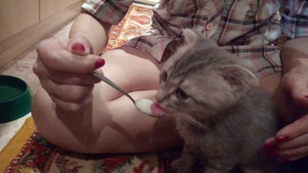 Котика кормят с ложки