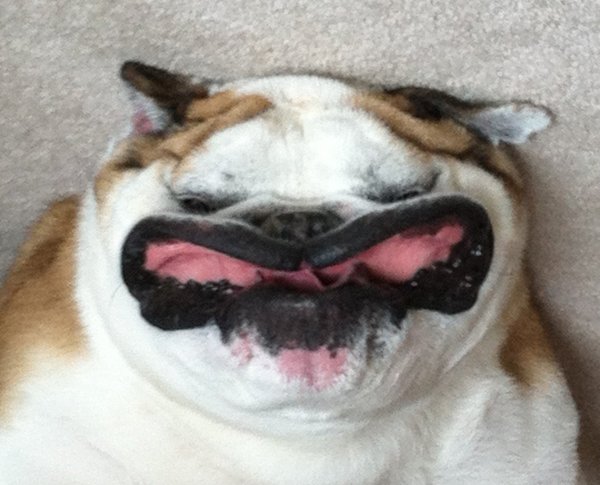 Собака без зубов