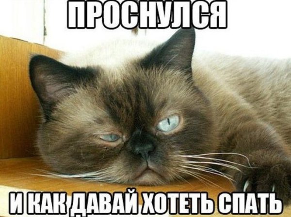 Утренний кот