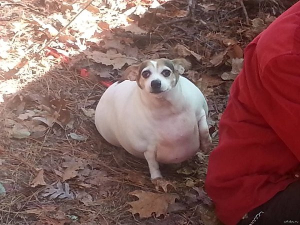 Толстый щенок