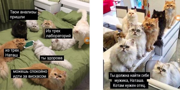 Наташа и коты мемы