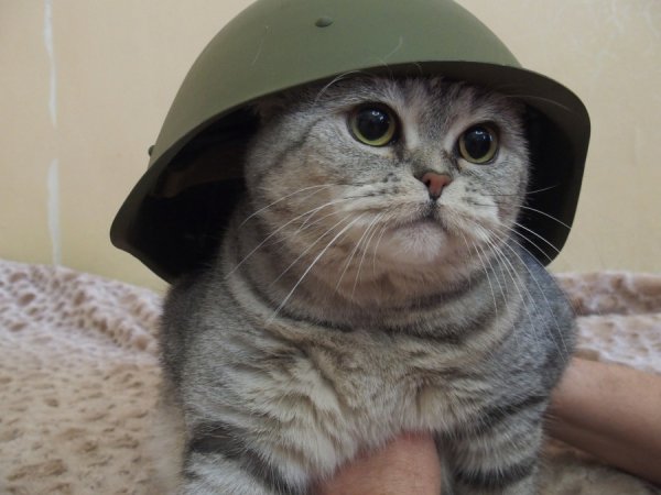 Кот военный