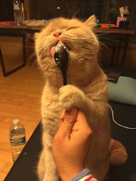 Кот с ложкой