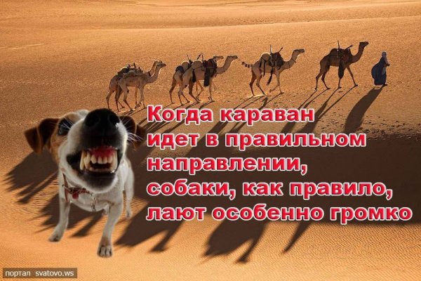 Собаки лают Караван идет