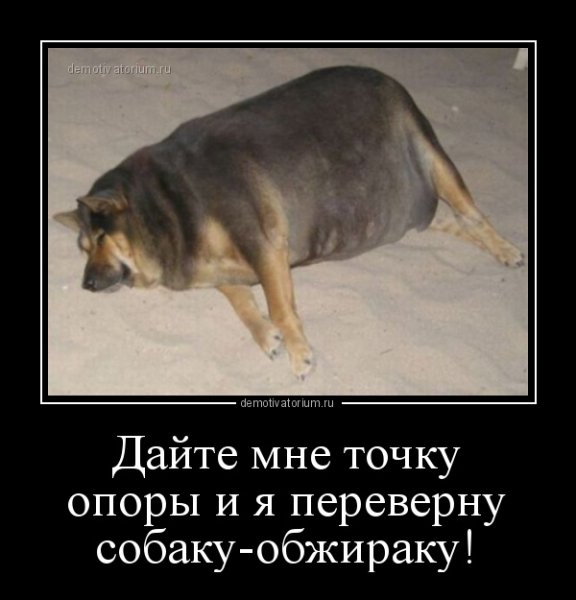 Собака голодака