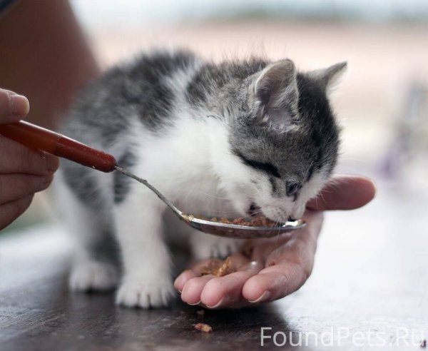 Кот ест с ложки