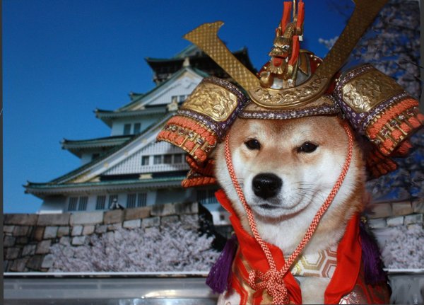 Сиба-ину Догги