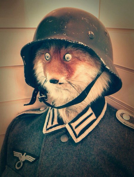 Лис в военной форме