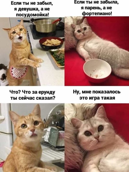 Смешной мемный котик