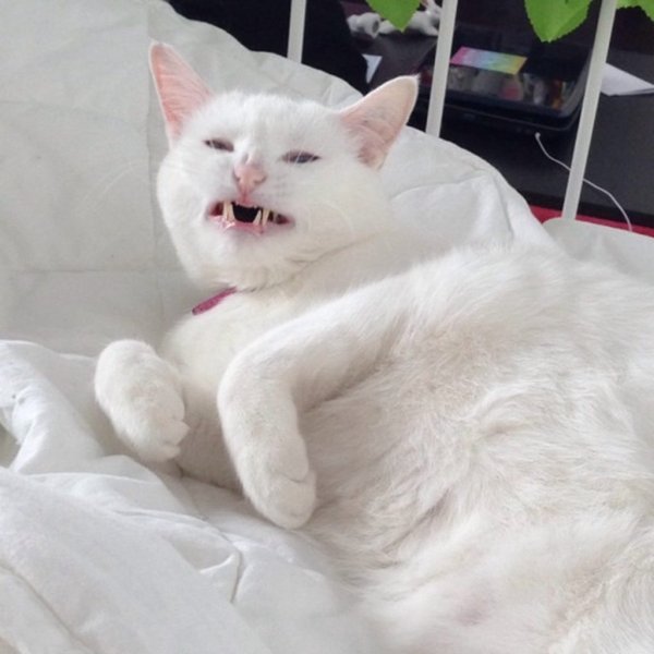 Белые коты мемы