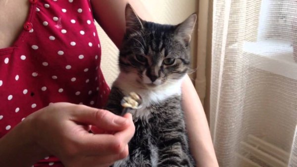 Кот ест с ложки