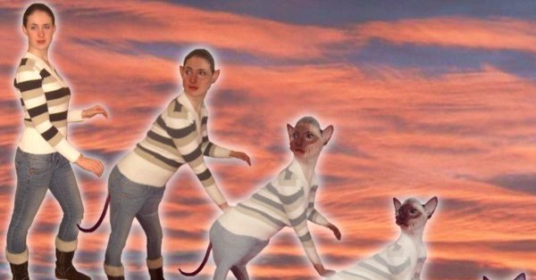 Эволюция котов