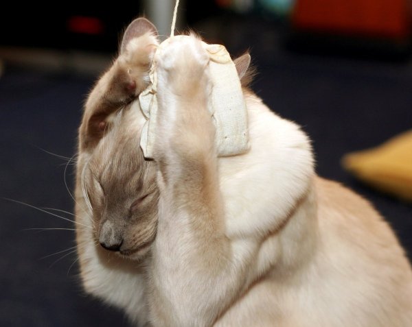 Котик с больной головой