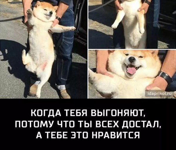 Мемы с собаками