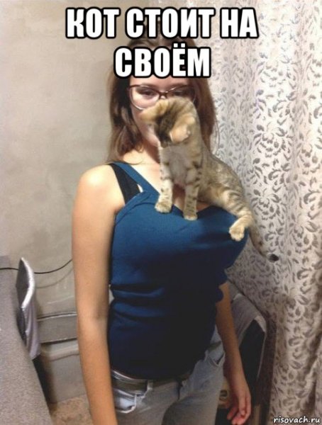 Кот стоит Мем