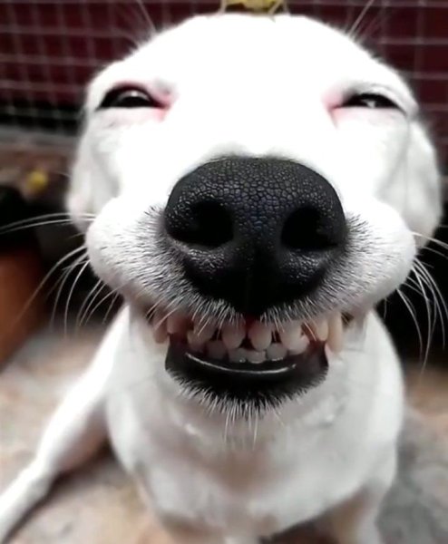 Собака улыбается