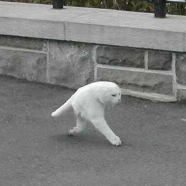 Кот качок Мем