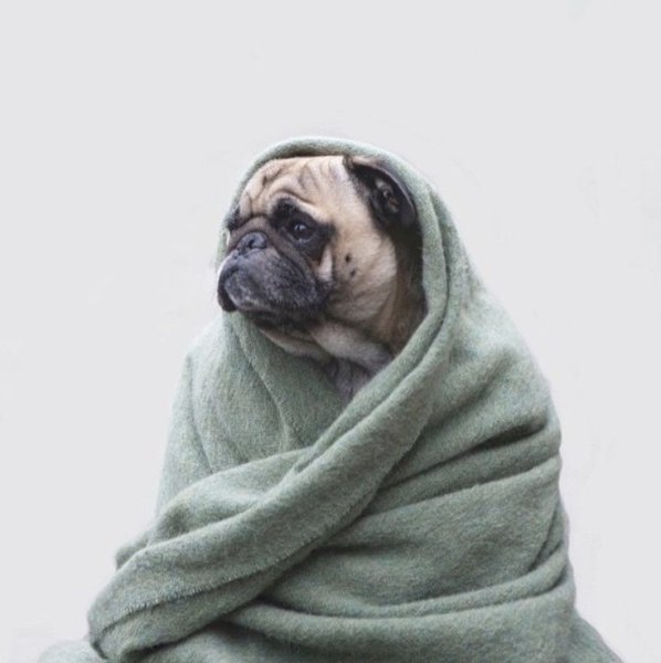 Мопс в одеяле