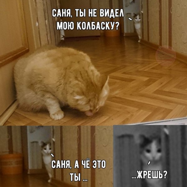 Смешные мемы с котами и надписями