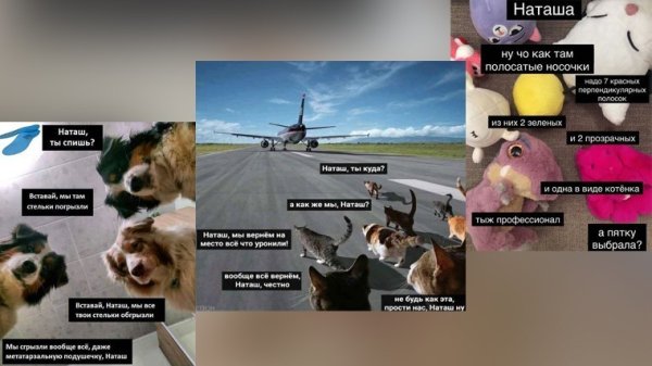 Последние мемы про кота