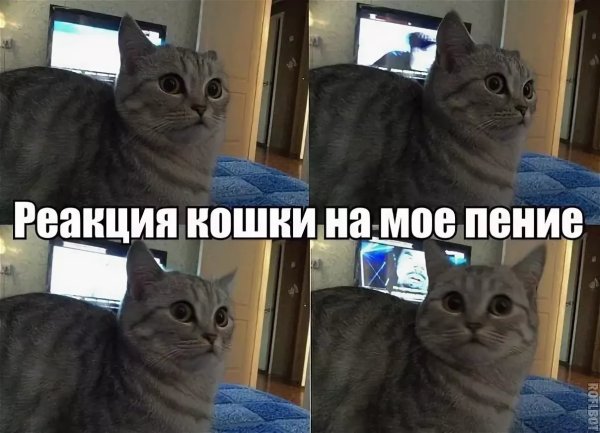 Мемы про котов