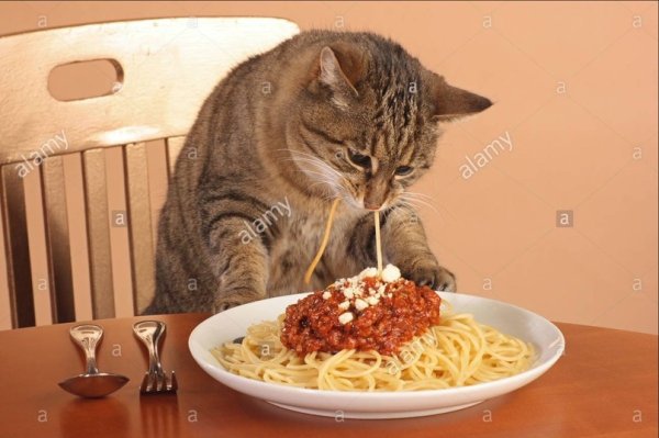 Котик ест макароны