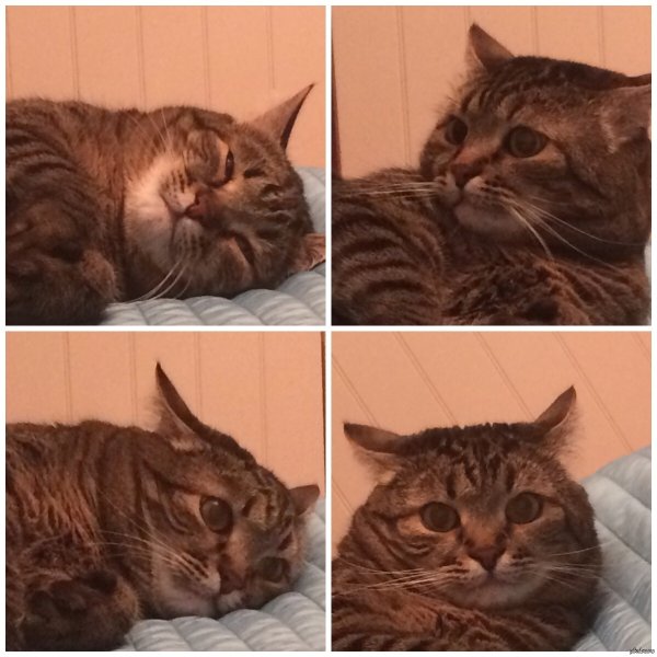 Мемы про понедельник