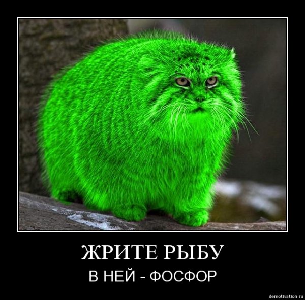 Зеленый котенок