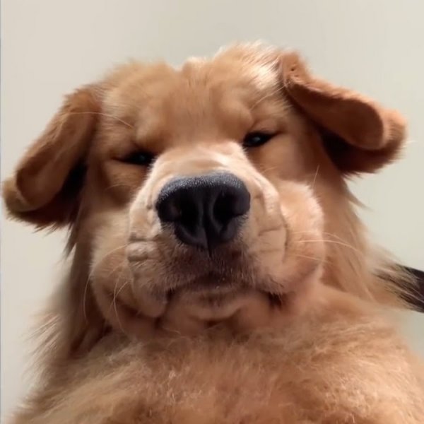 Собака с телефоном