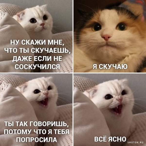 Кот из мемы